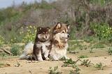 CHIEN FINNOIS DE LAPONIE 383